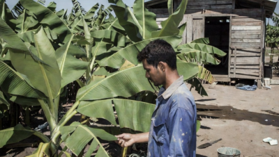 El Niño amenaza cultivos tropicales y podría afectar precios de commodities